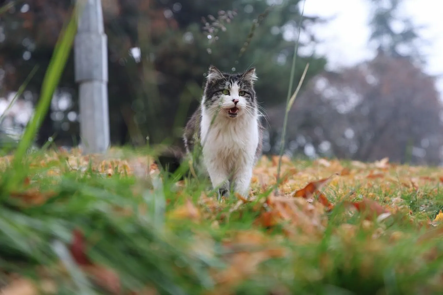 Harput'un sokakları kedilerle şenlendi