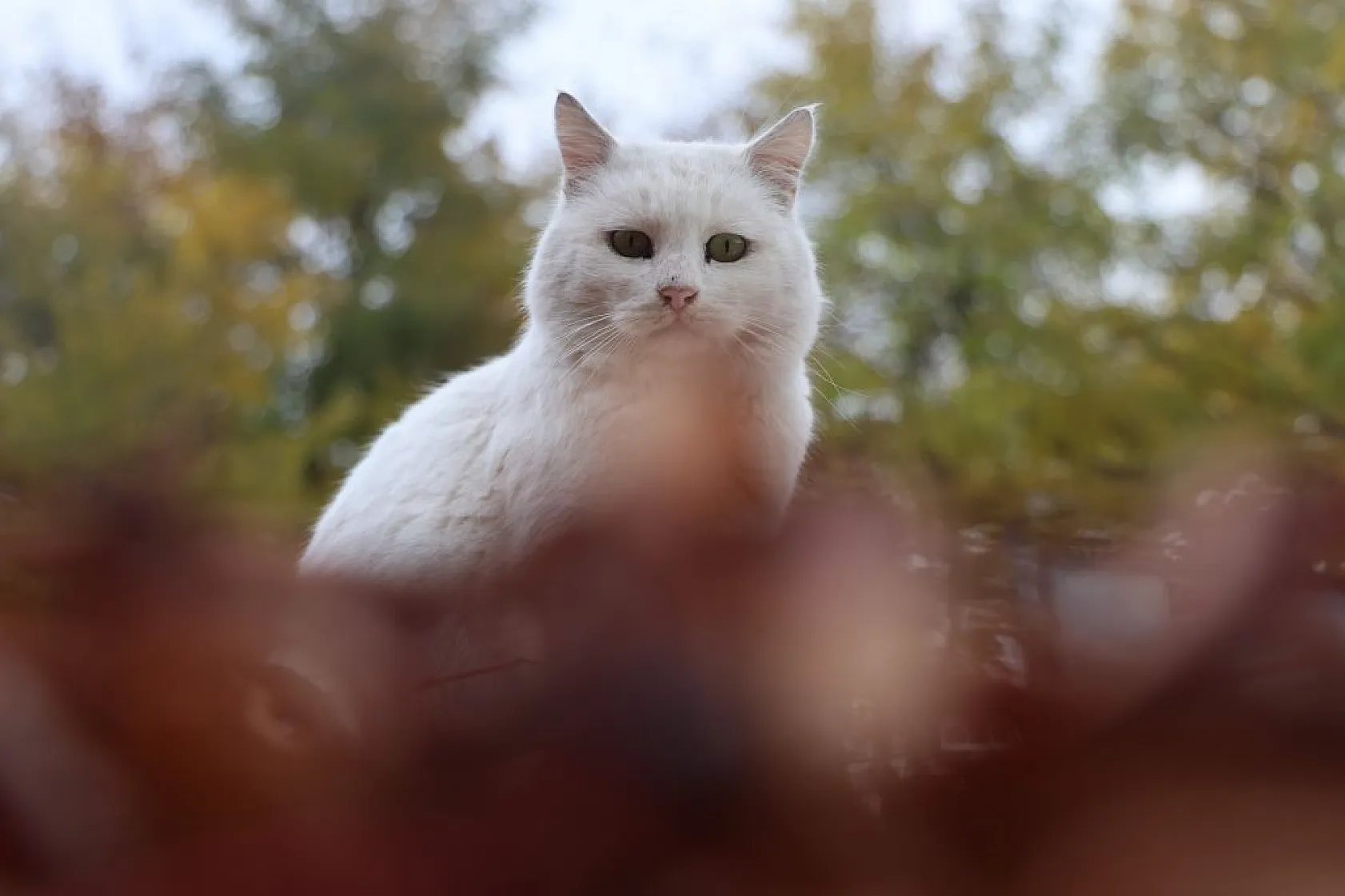 Harput'un sokakları kedilerle şenlendi