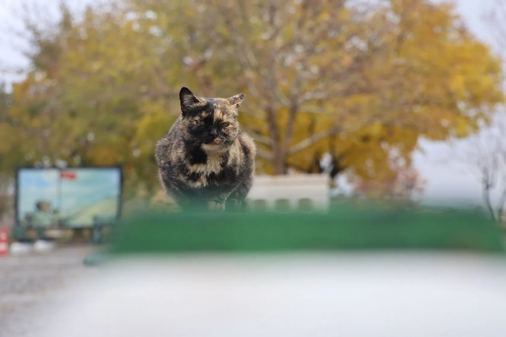 Harput'un sokakları kedilerle şenlendi