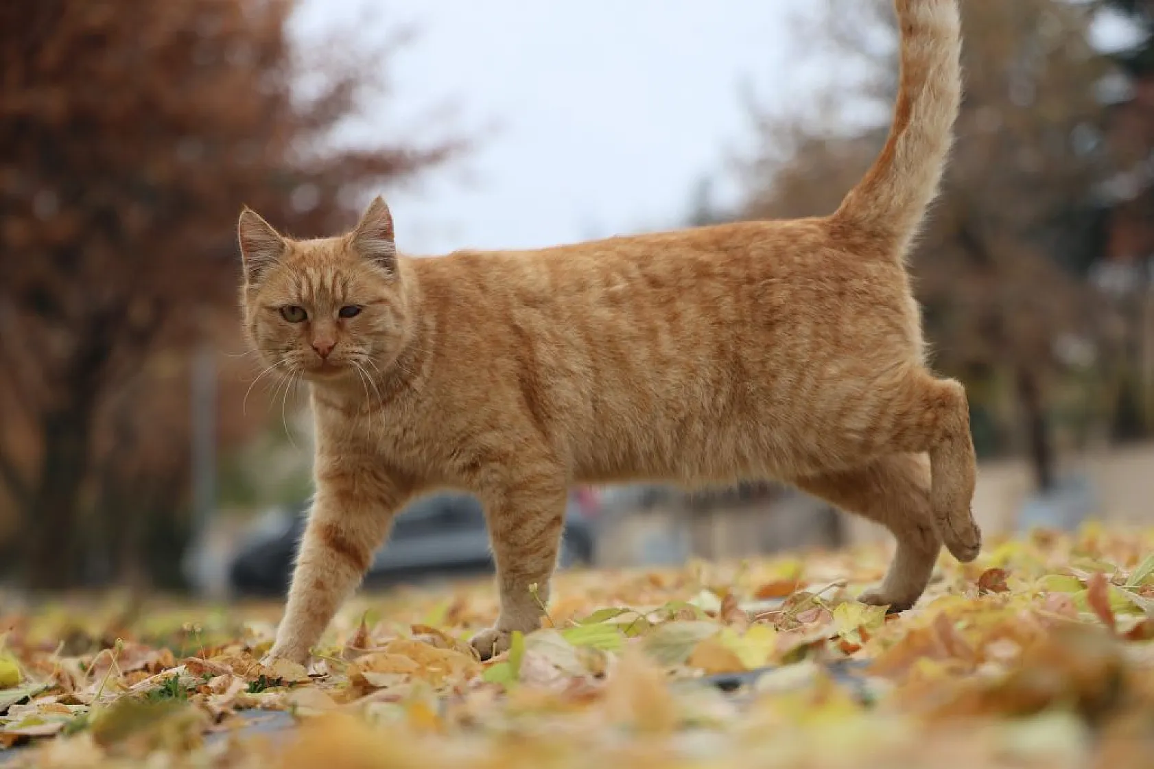Harput'un sokakları kedilerle şenlendi
