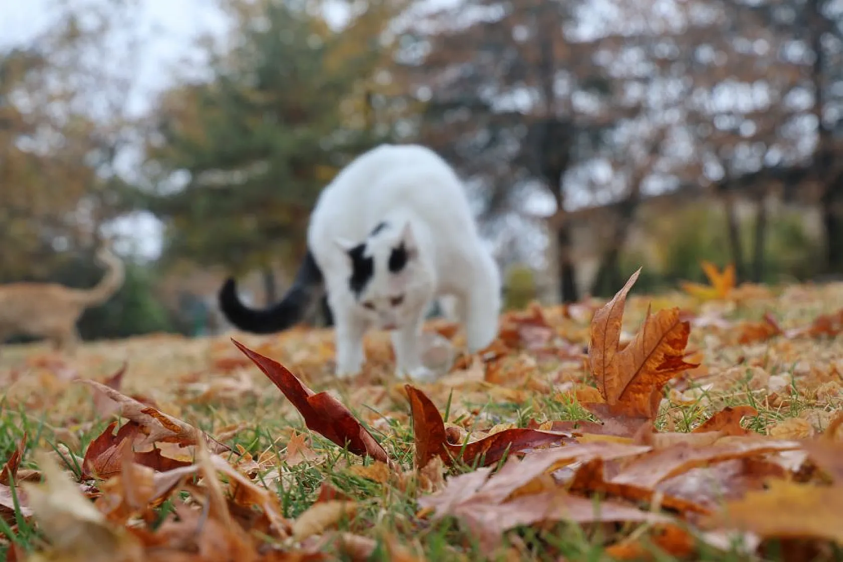 Harput'un sokakları kedilerle şenlendi