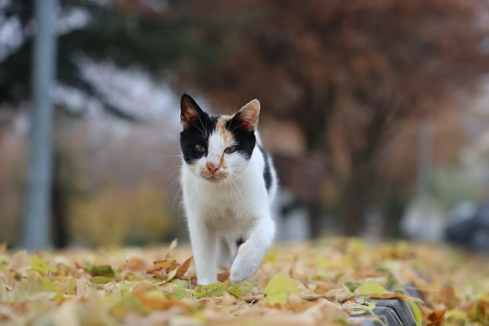 Harput'un sokakları kedilerle şenlendi