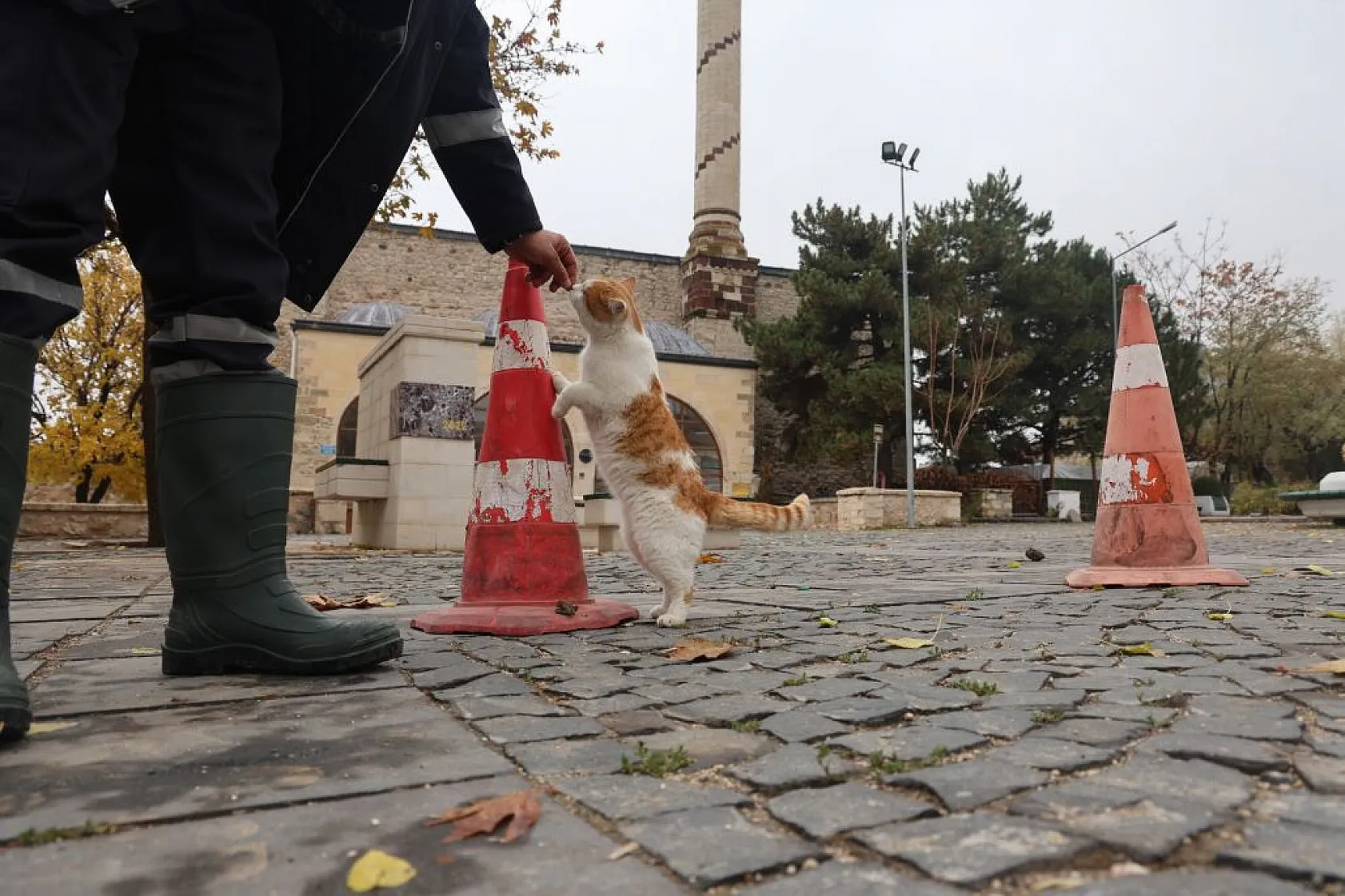 Harput'un sokakları kedilerle şenlendi