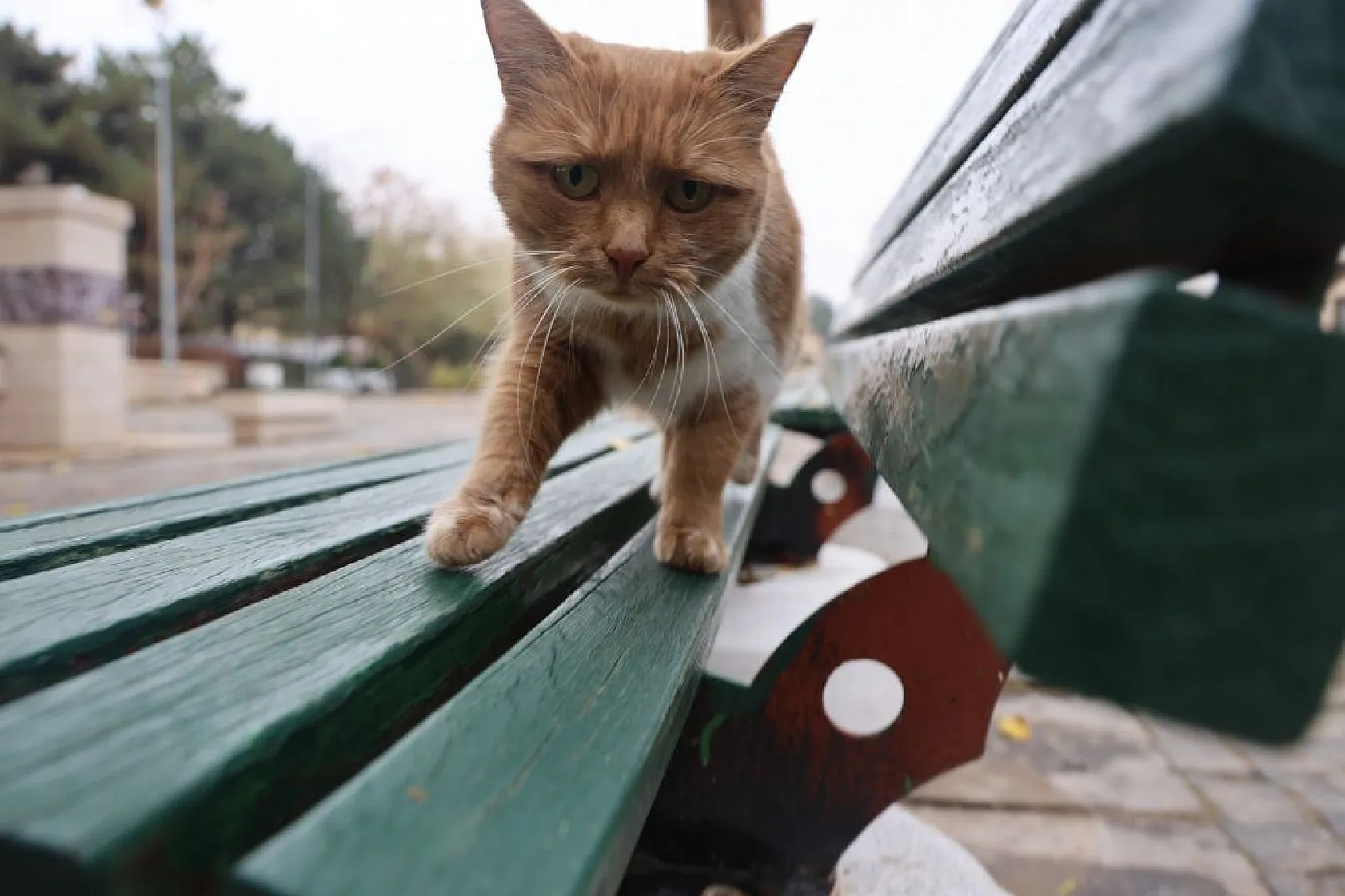 Harput'un sokakları kedilerle şenlendi