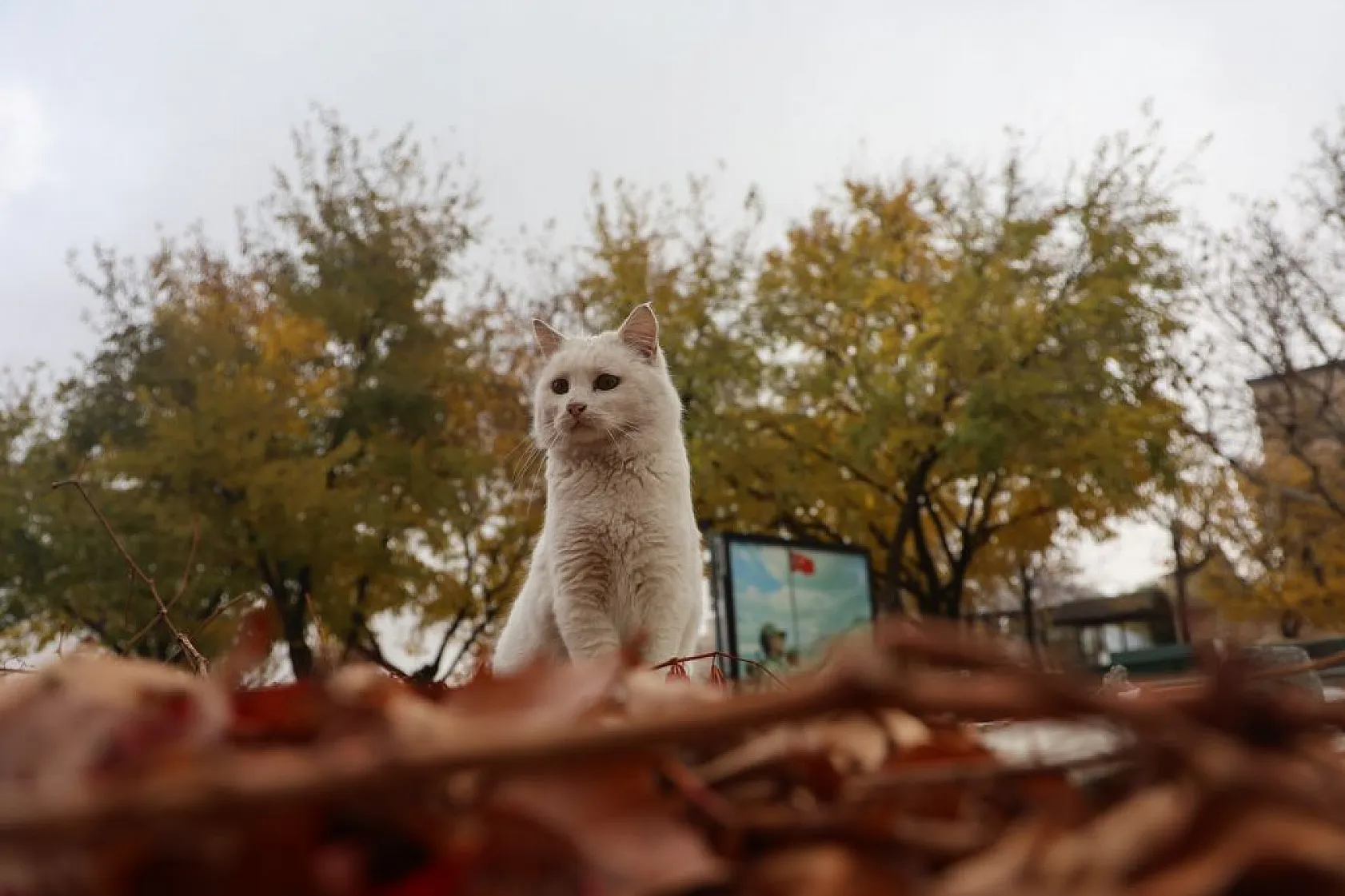 Harput'un sokakları kedilerle şenlendi