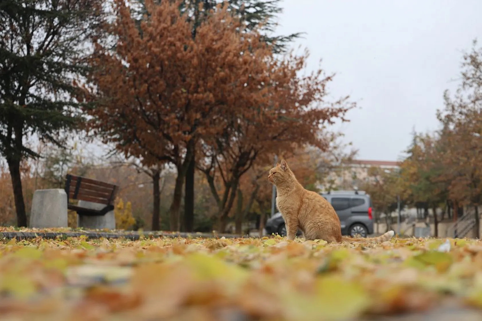 Harput'un sokakları kedilerle şenlendi