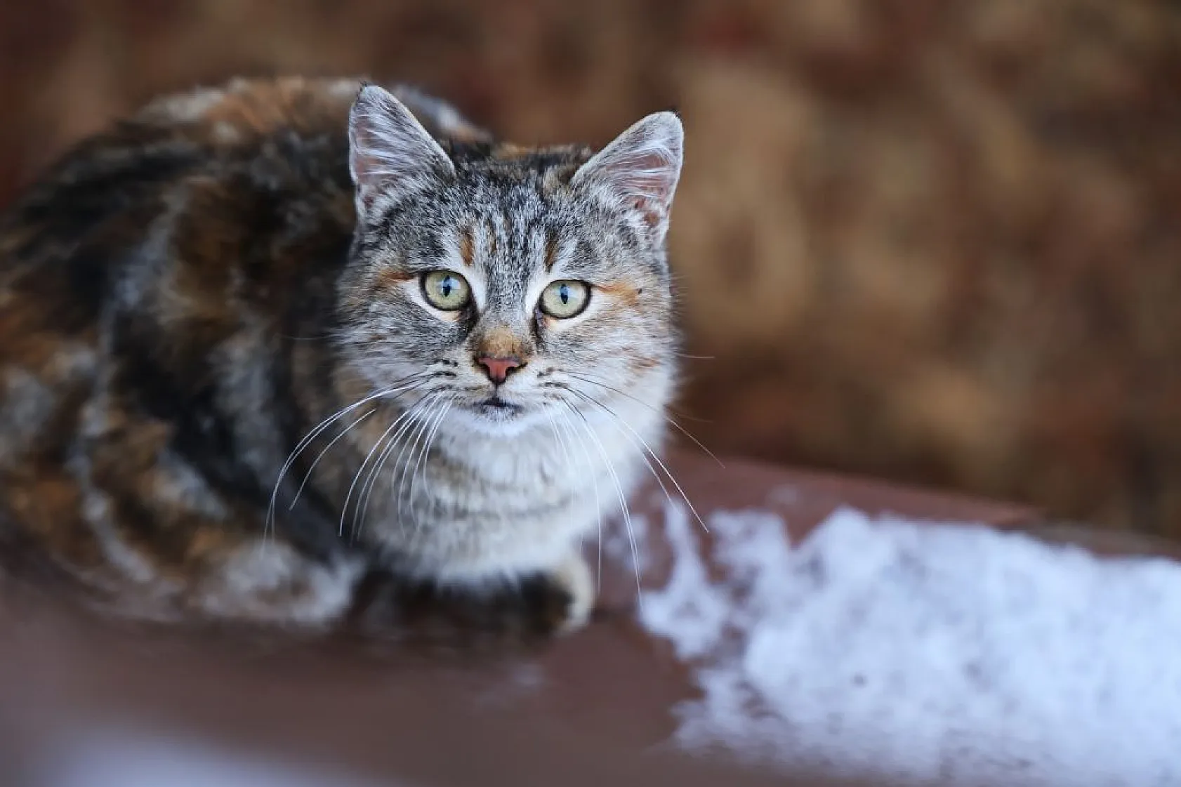 Kar yağdı, Cip Gölü kartpostala döndü