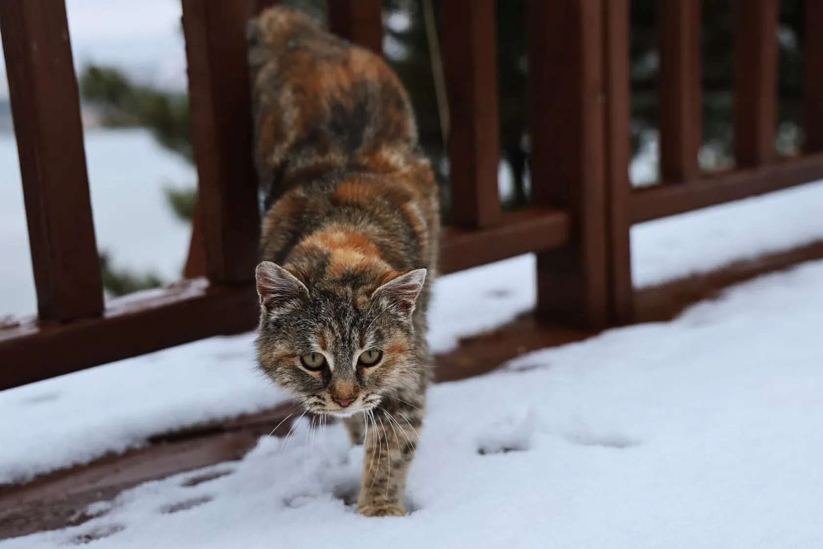Kar yağdı, Cip Gölü kartpostala döndü