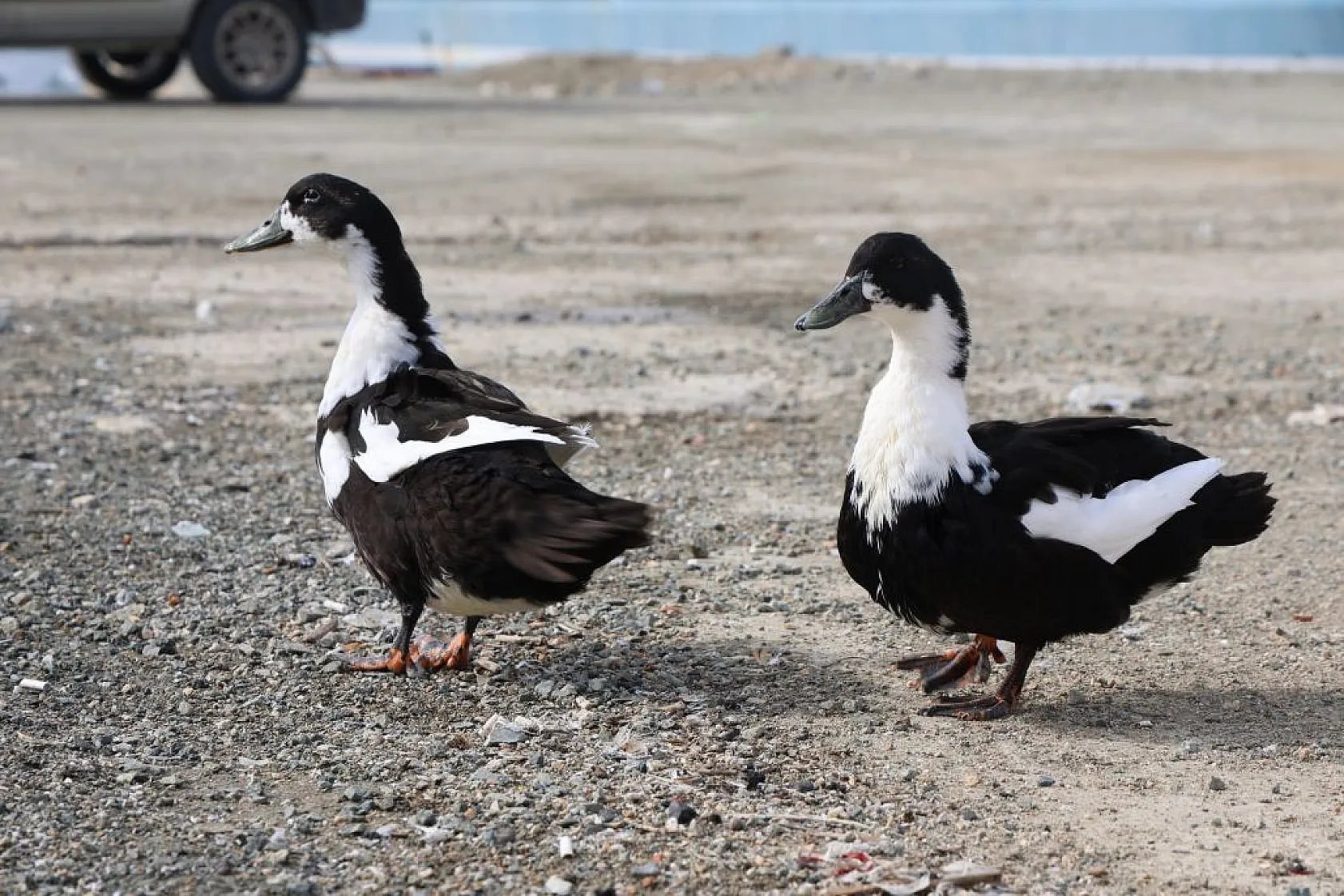 Keban Baraj Gölü birçok kuş türüne ev sahipliği yapıyor