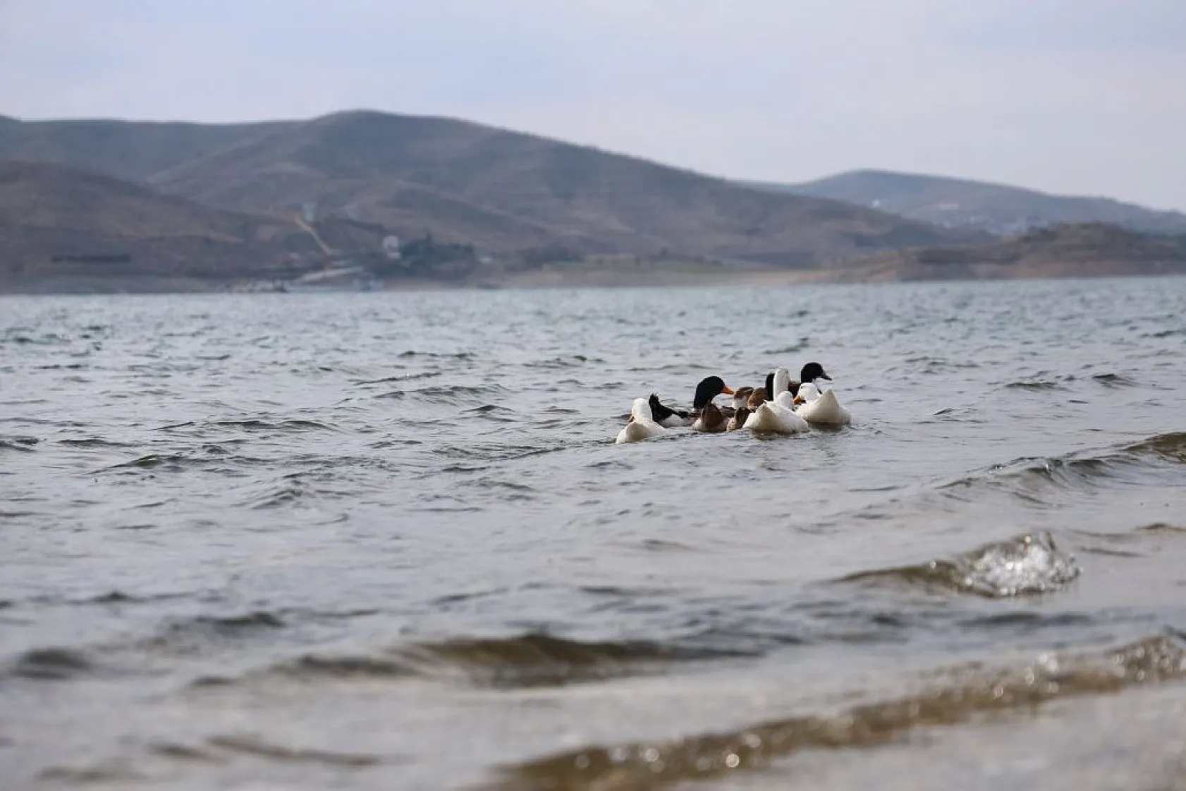 Keban Baraj Gölü birçok kuş türüne ev sahipliği yapıyor