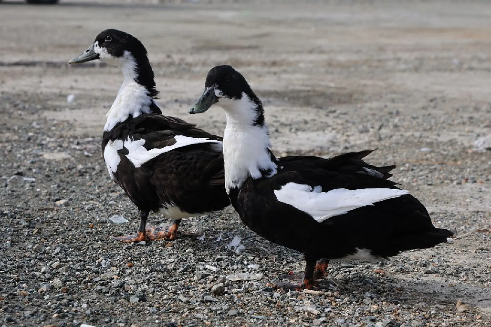 Keban Baraj Gölü birçok kuş türüne ev sahipliği yapıyor