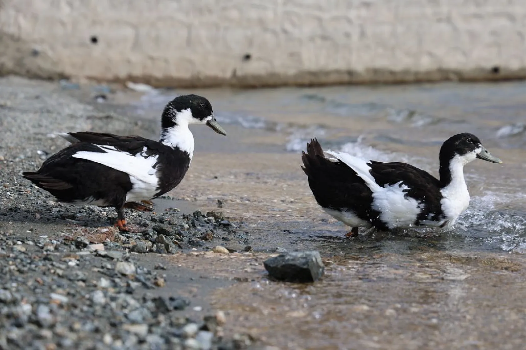 Keban Baraj Gölü birçok kuş türüne ev sahipliği yapıyor