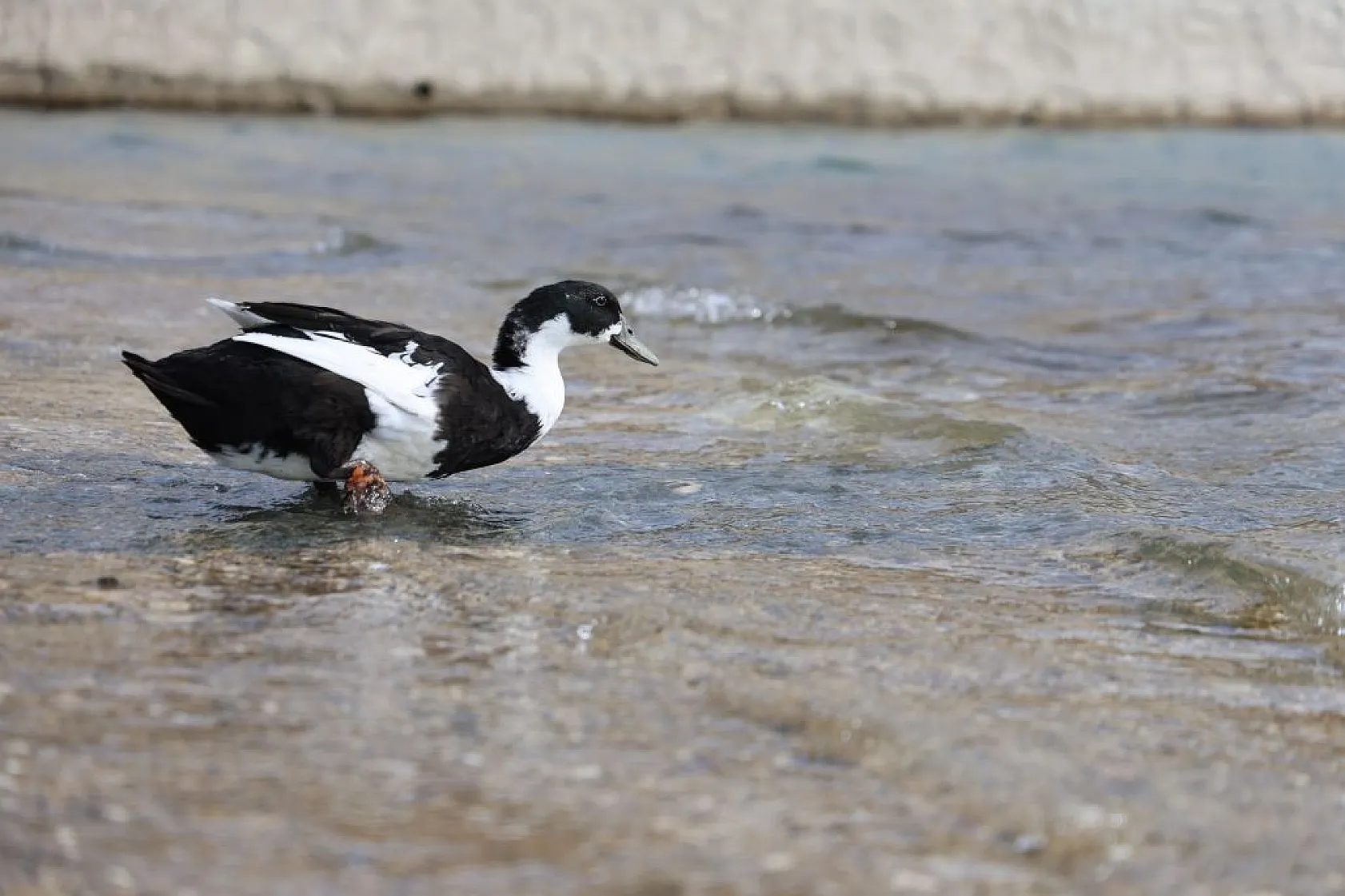 Keban Baraj Gölü birçok kuş türüne ev sahipliği yapıyor