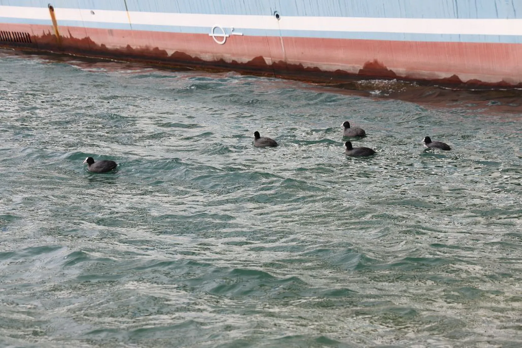 Keban Baraj Gölü birçok kuş türüne ev sahipliği yapıyor