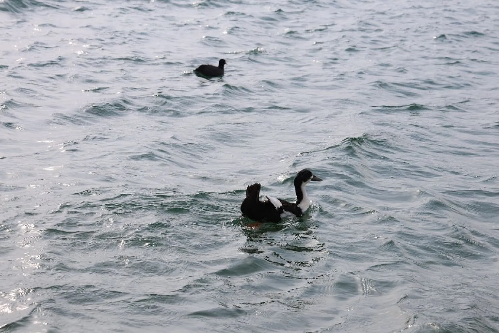Keban Baraj Gölü birçok kuş türüne ev sahipliği yapıyor