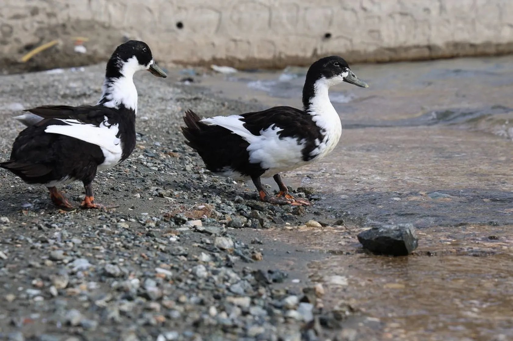 Keban Baraj Gölü birçok kuş türüne ev sahipliği yapıyor