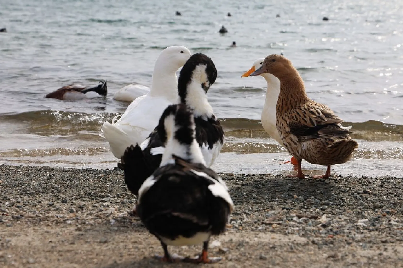 Keban Baraj Gölü birçok kuş türüne ev sahipliği yapıyor