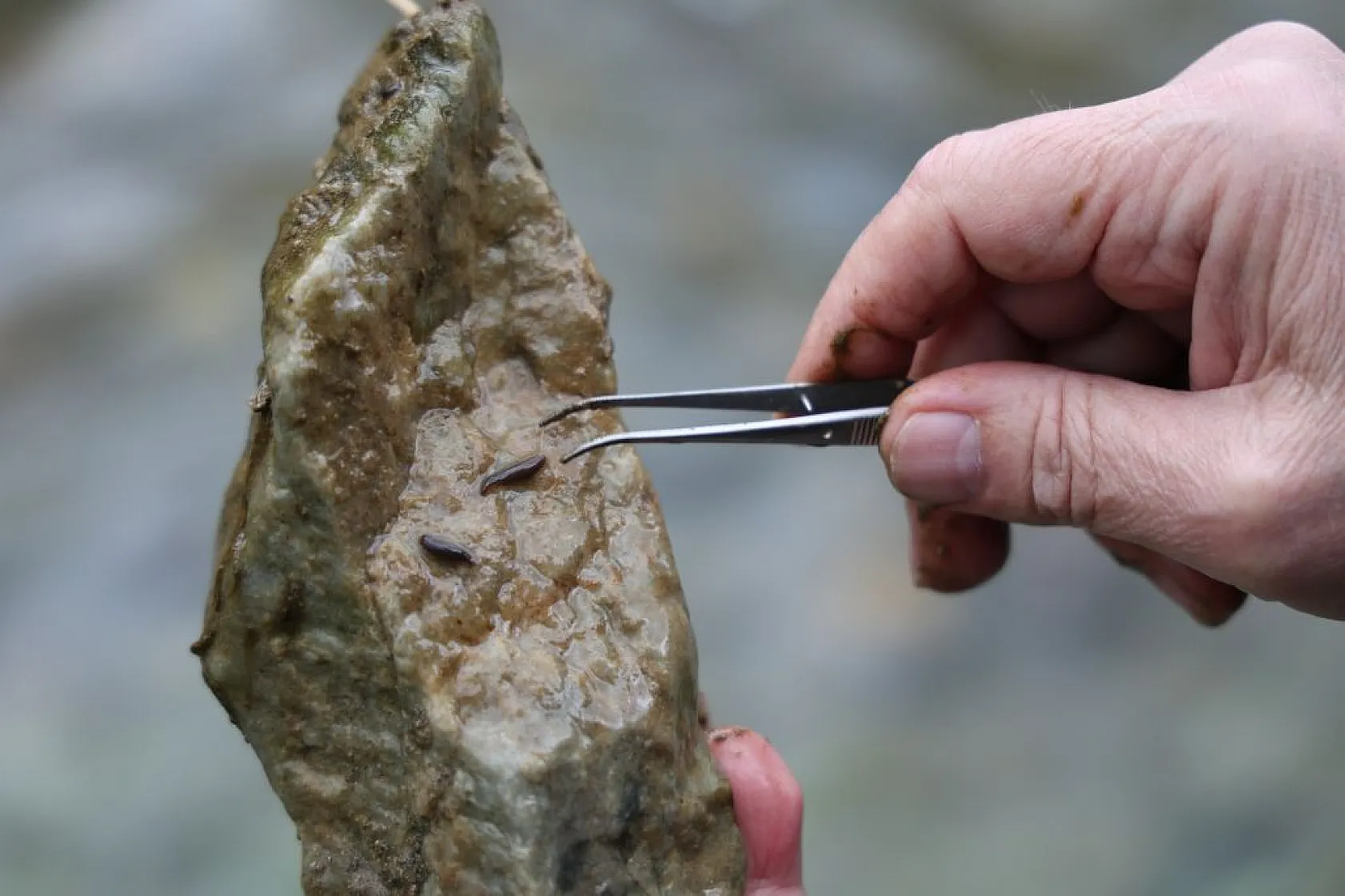 Sivrice ve Maden'den dünyaya yeni türler