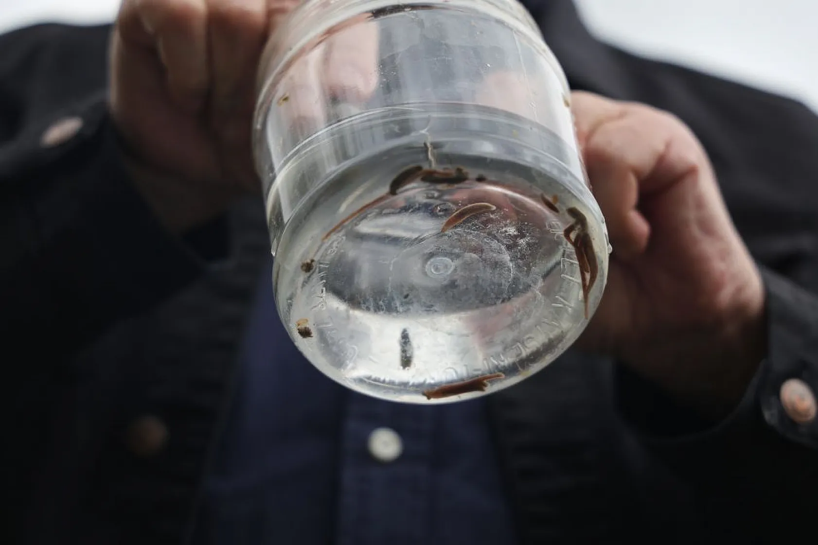 Sivrice ve Maden'den dünyaya yeni türler