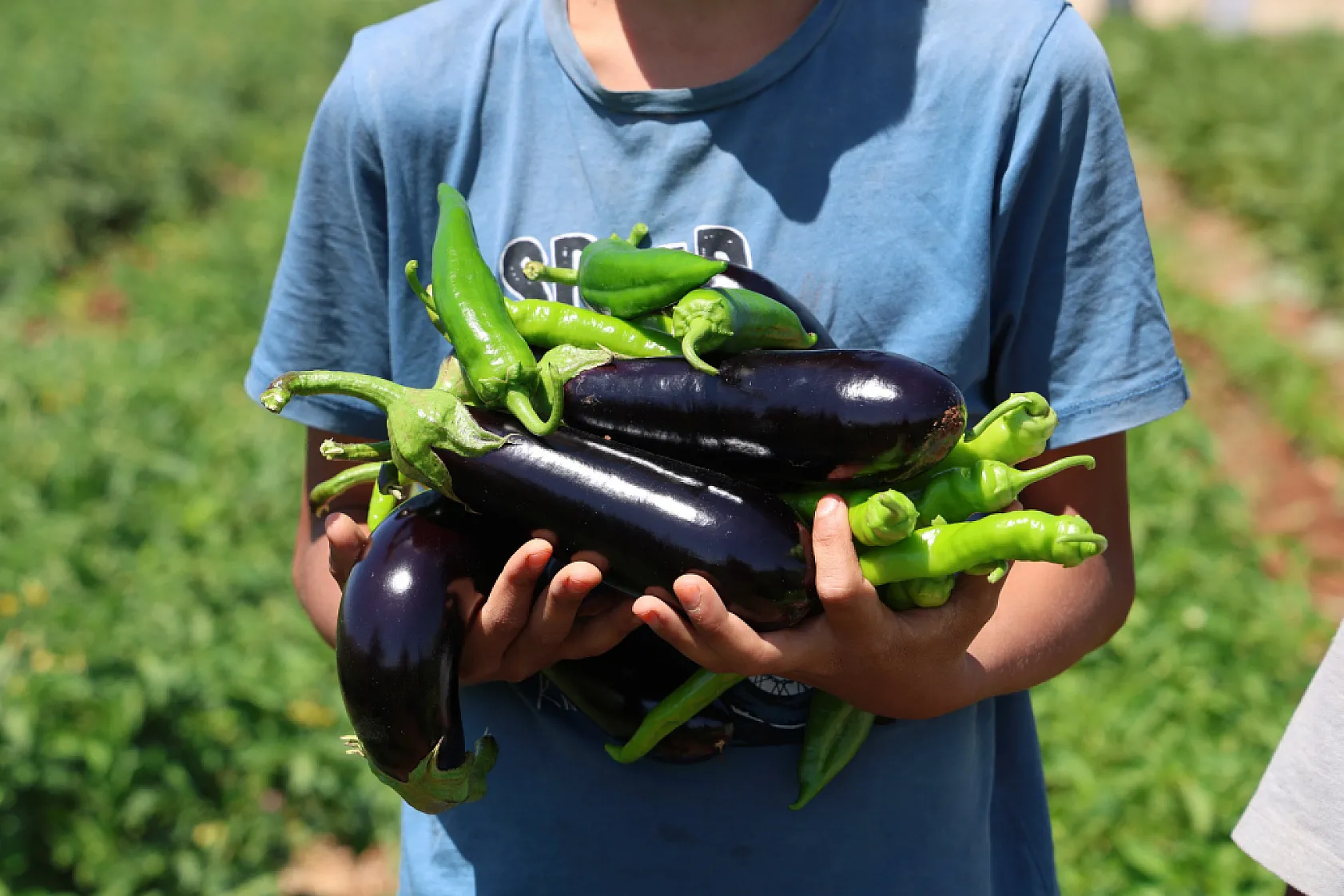 Elazığ'da sebze yarı fiyatına
