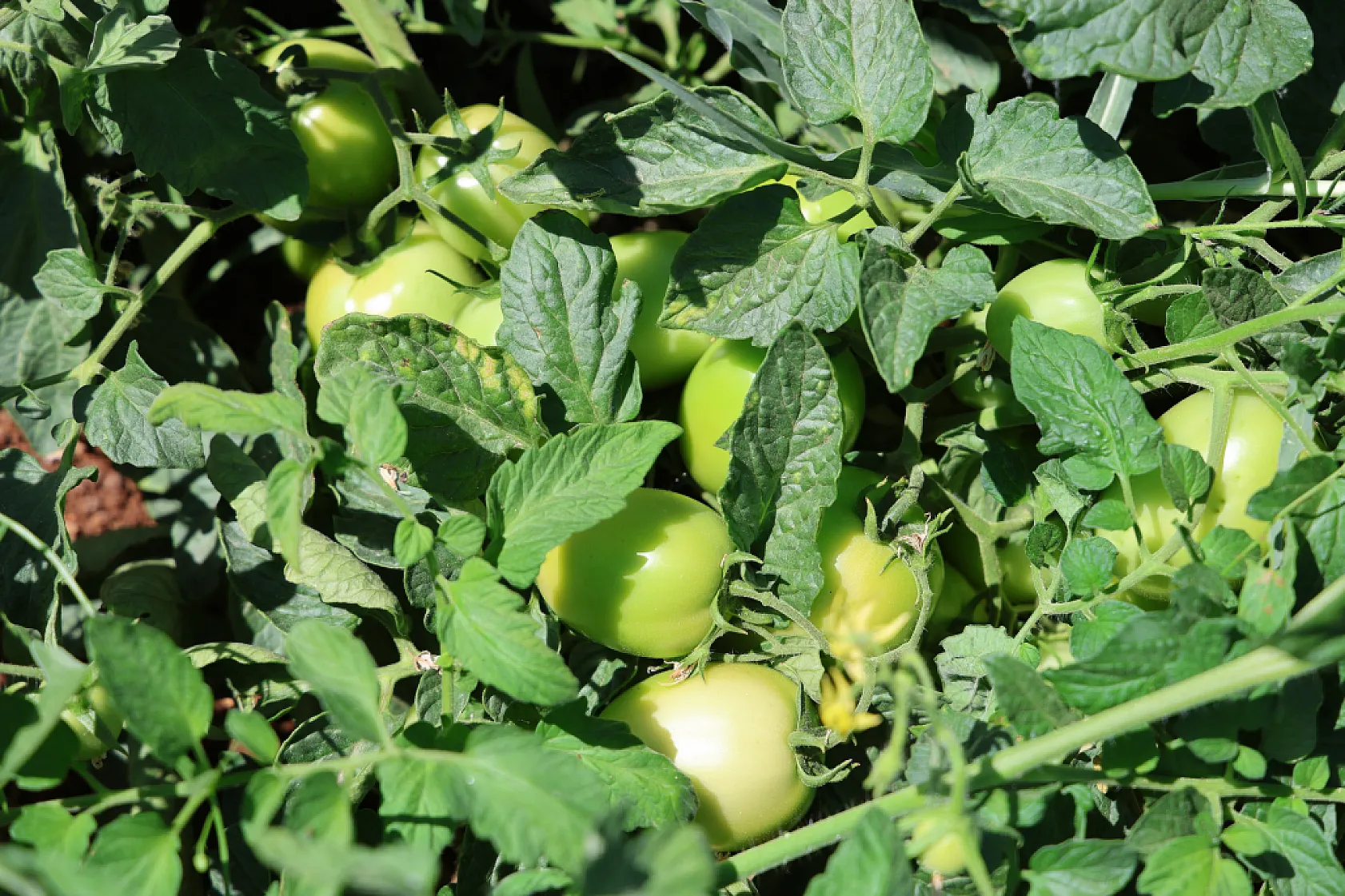 Elazığ'da sebze yarı fiyatına