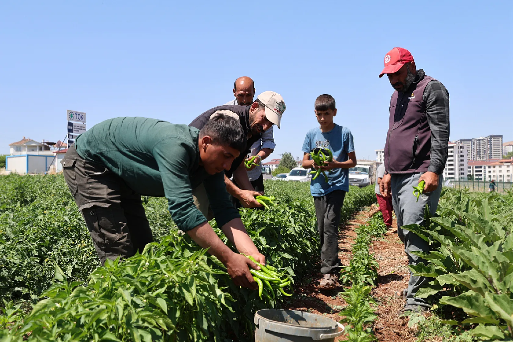 Elazığ'da sebze yarı fiyatına