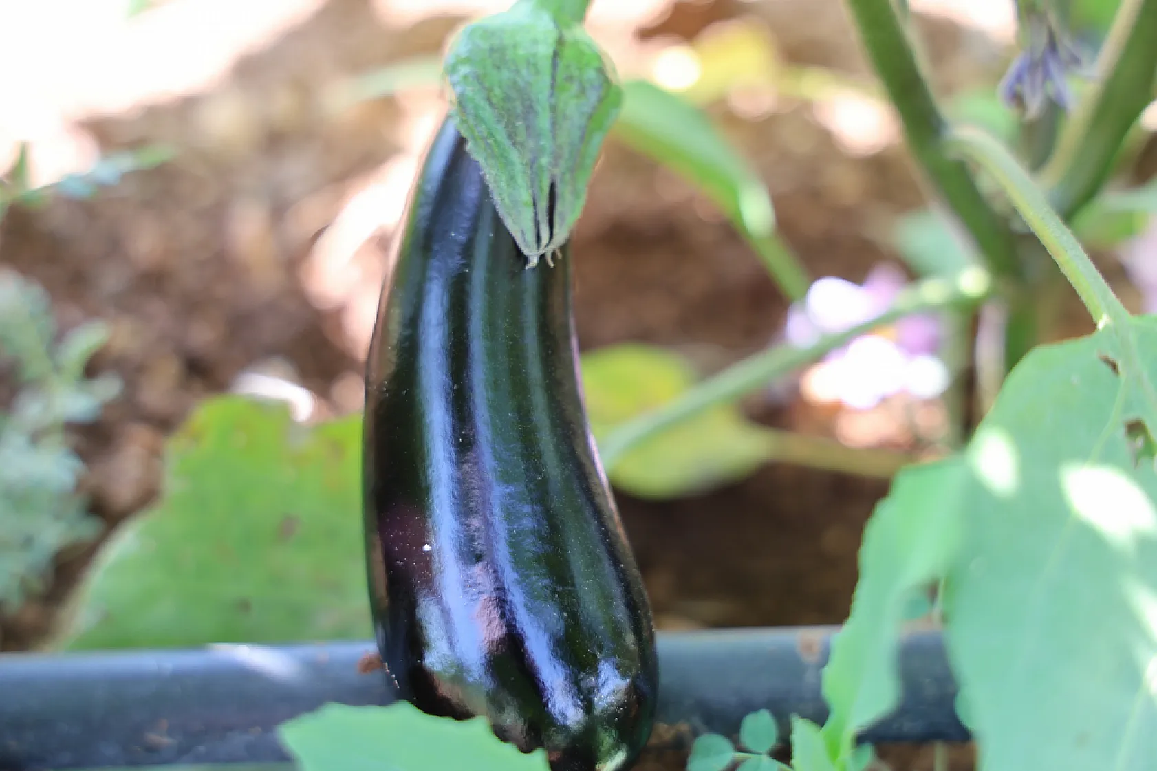 Elazığ'da sebze yarı fiyatına