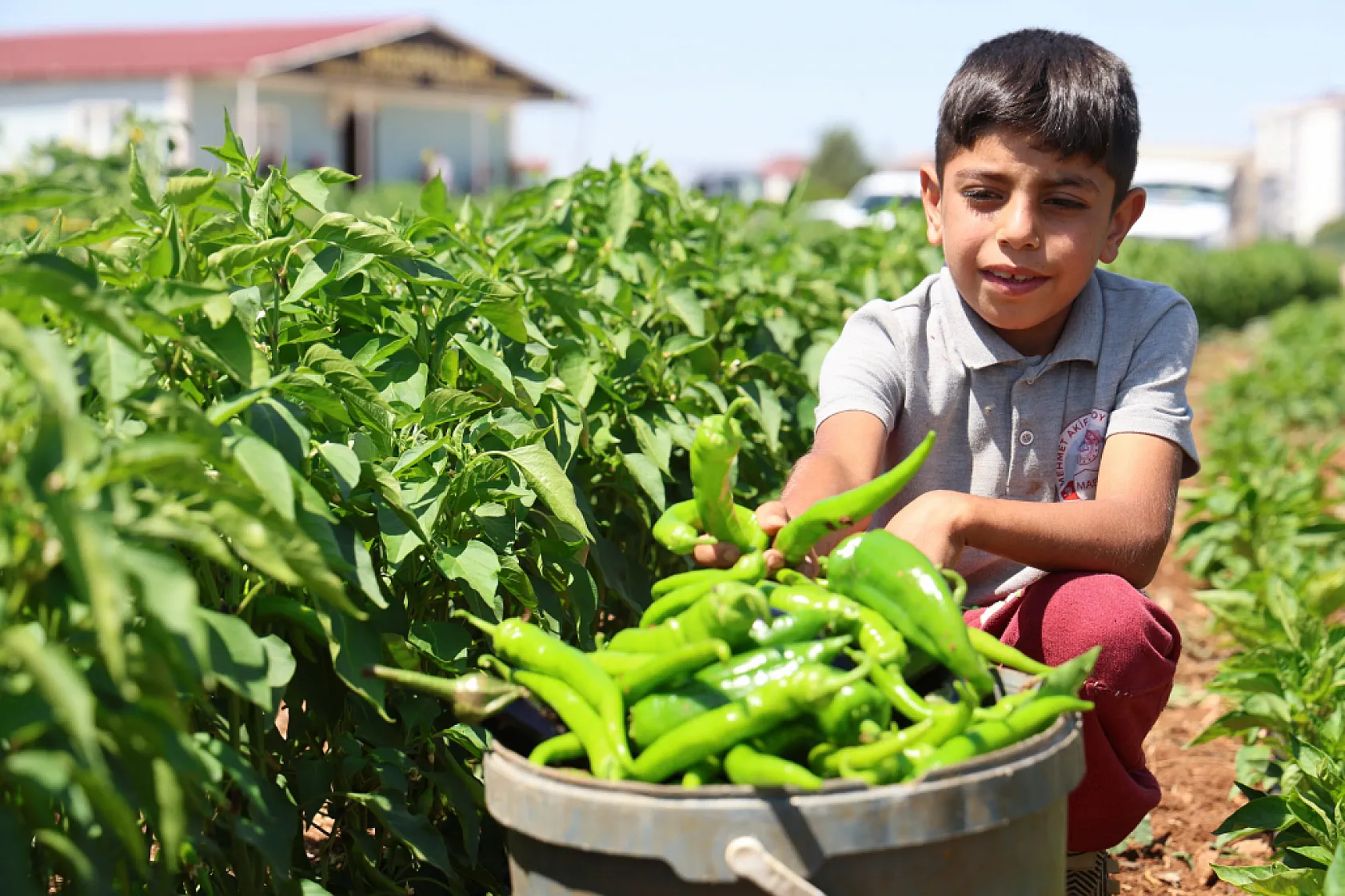 Elazığ'da sebze yarı fiyatına