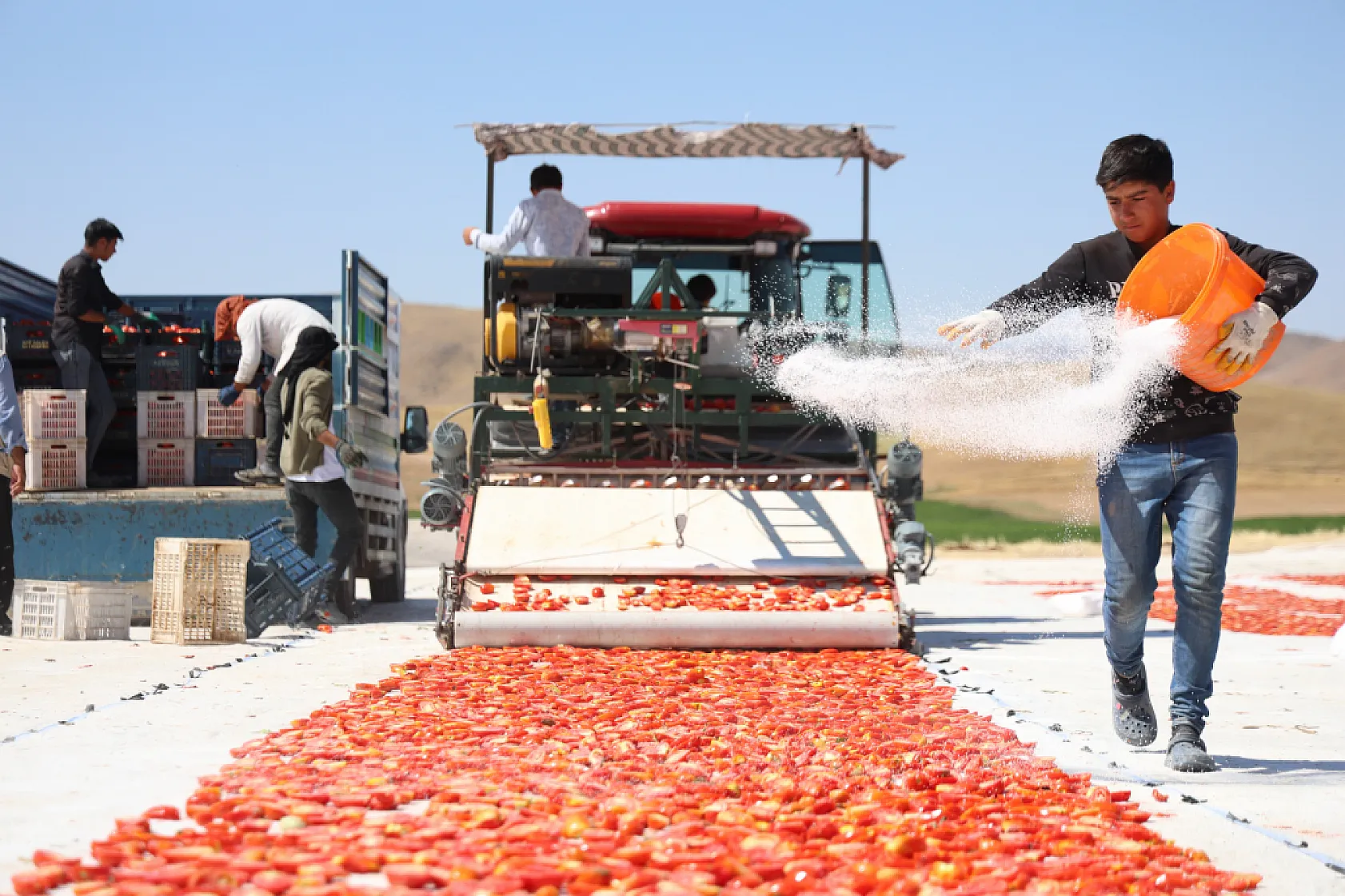 Elazığ'ın domatesleri dünya sofralarında