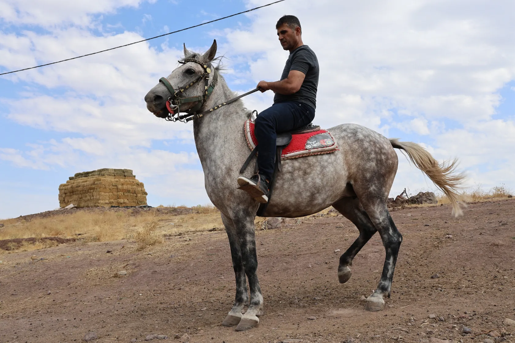 Osmanlı'nın unutulan atları Elazığ'da yeniden yetiştiriliyor