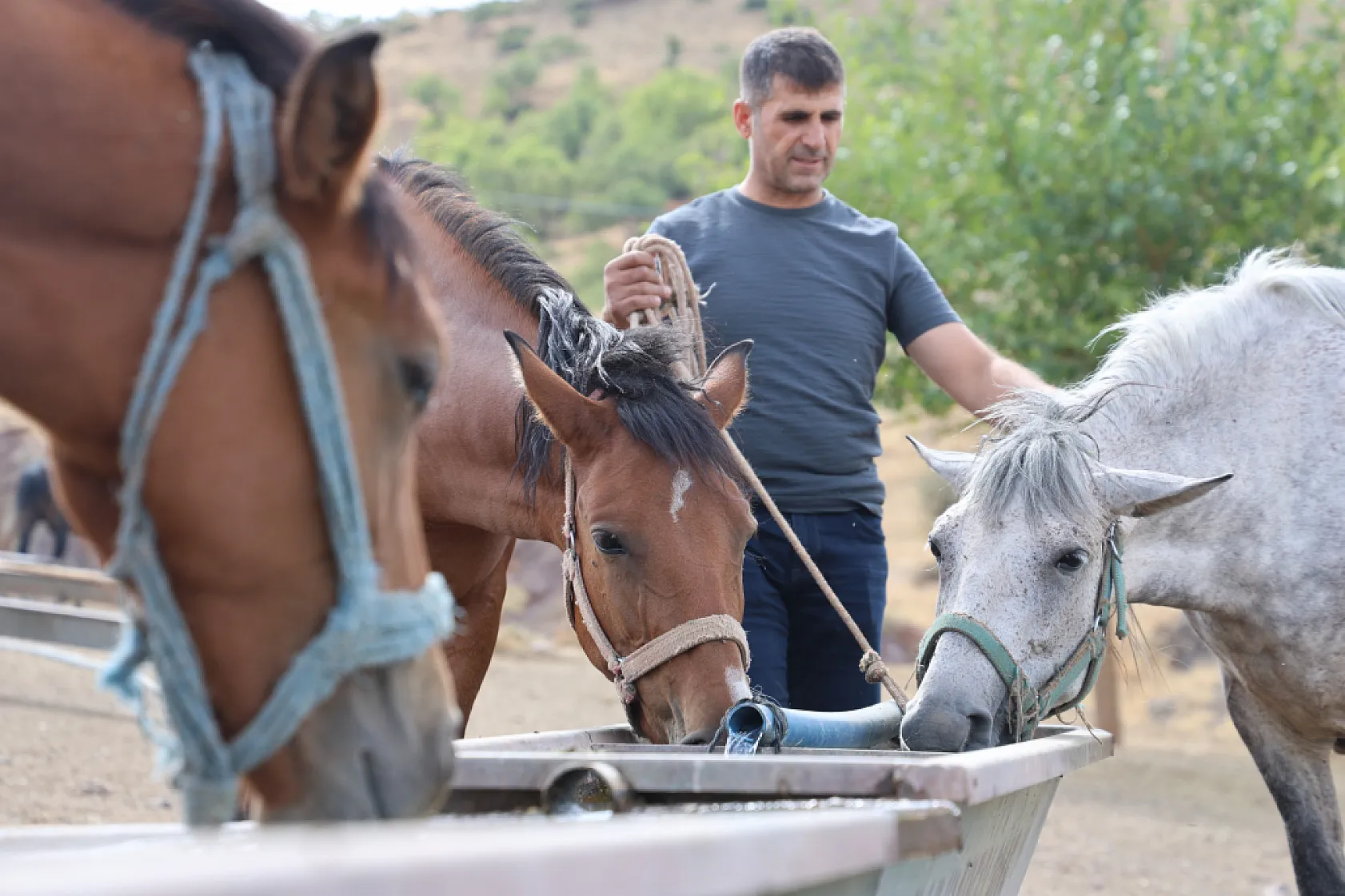 Osmanlı'nın unutulan atları Elazığ'da yeniden yetiştiriliyor