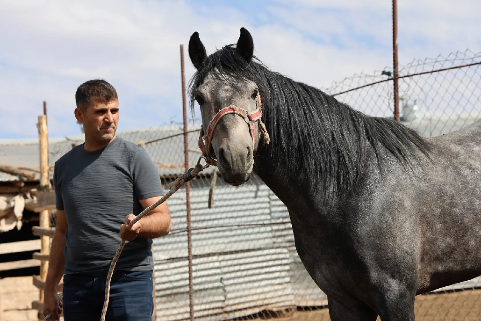 Osmanlı'nın unutulan atları Elazığ'da yeniden yetiştiriliyor