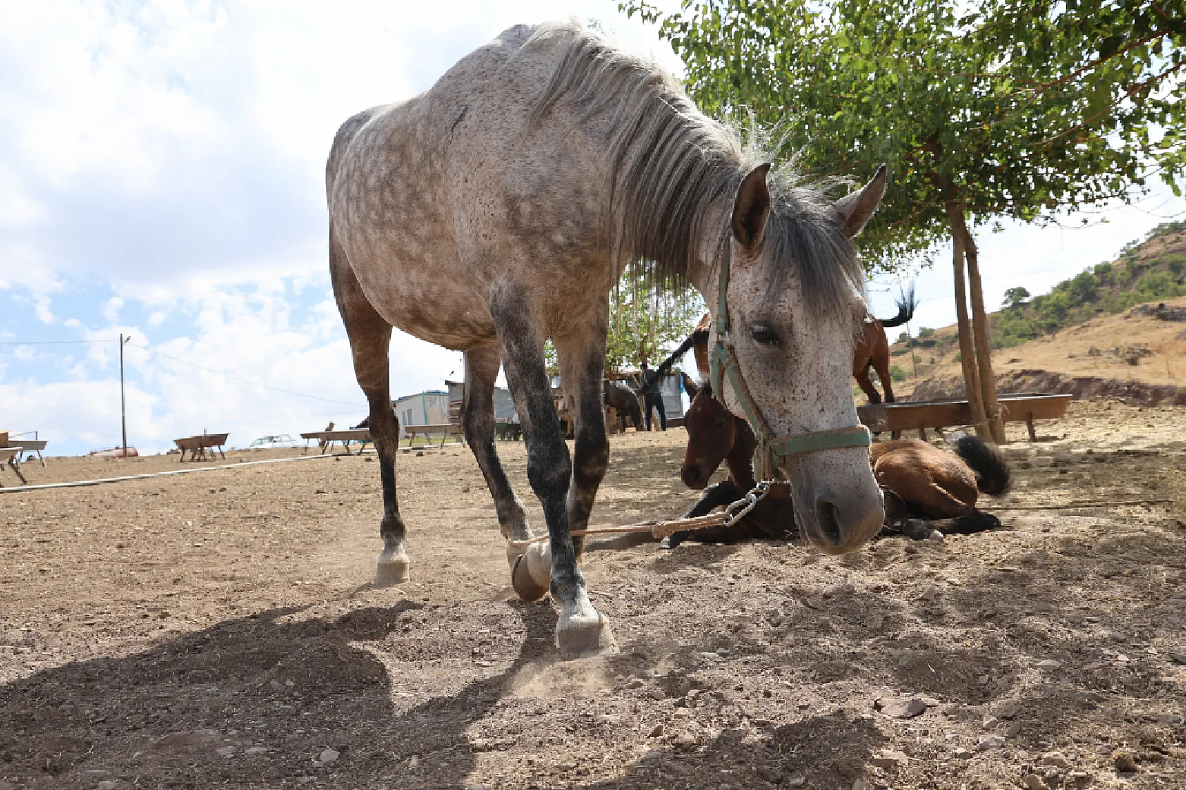 Osmanlı'nın unutulan atları Elazığ'da yeniden yetiştiriliyor