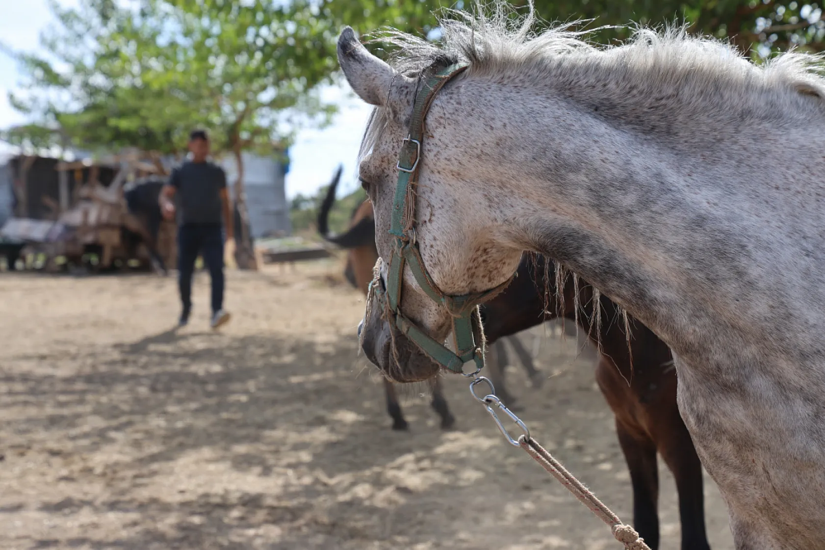 Osmanlı'nın unutulan atları Elazığ'da yeniden yetiştiriliyor