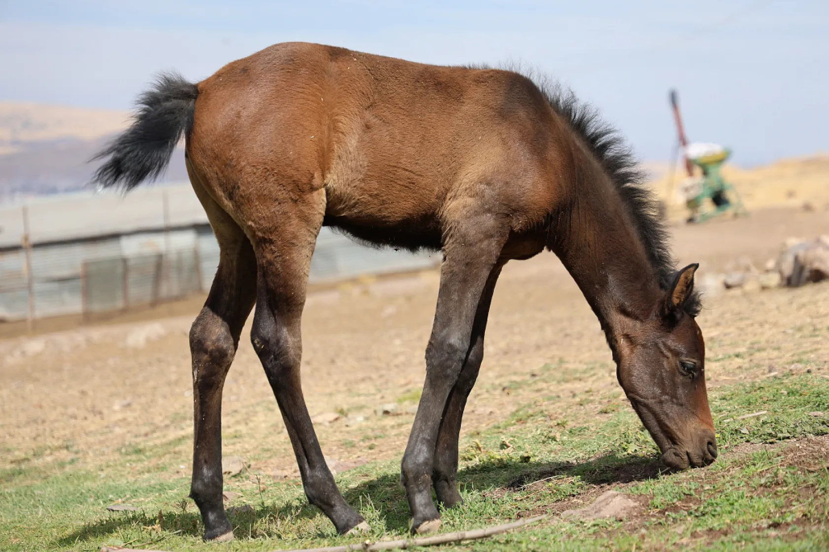 Osmanlı'nın unutulan atları Elazığ'da yeniden yetiştiriliyor