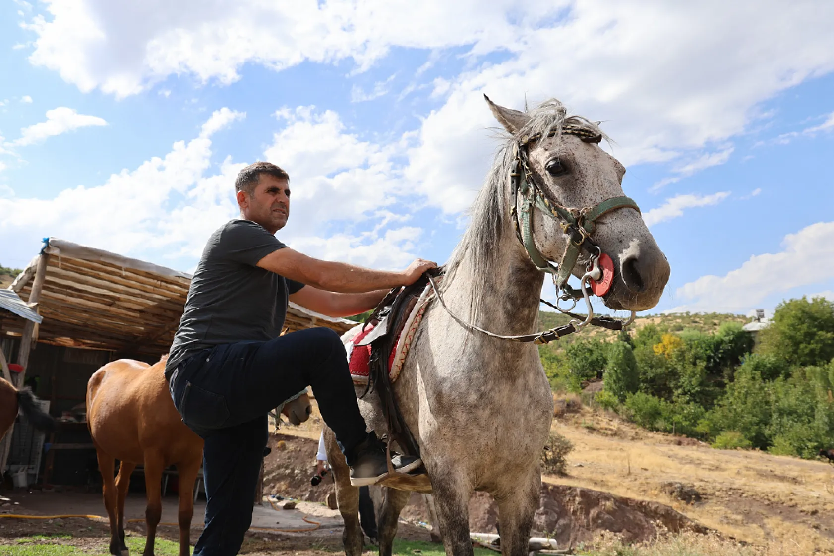 Osmanlı'nın unutulan atları Elazığ'da yeniden yetiştiriliyor