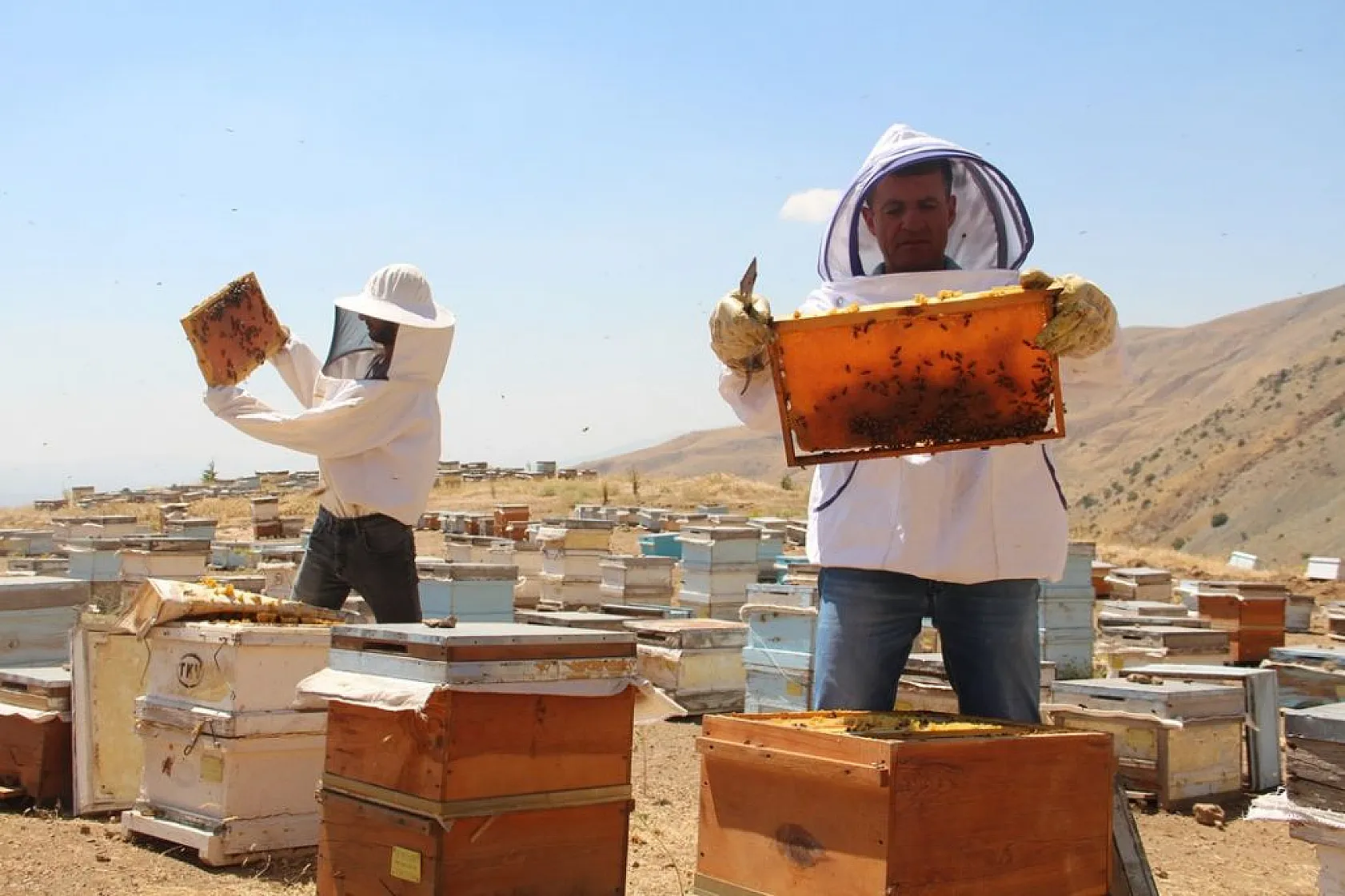 Arıcıların sıcakta zorlu mesaisi sürüyor