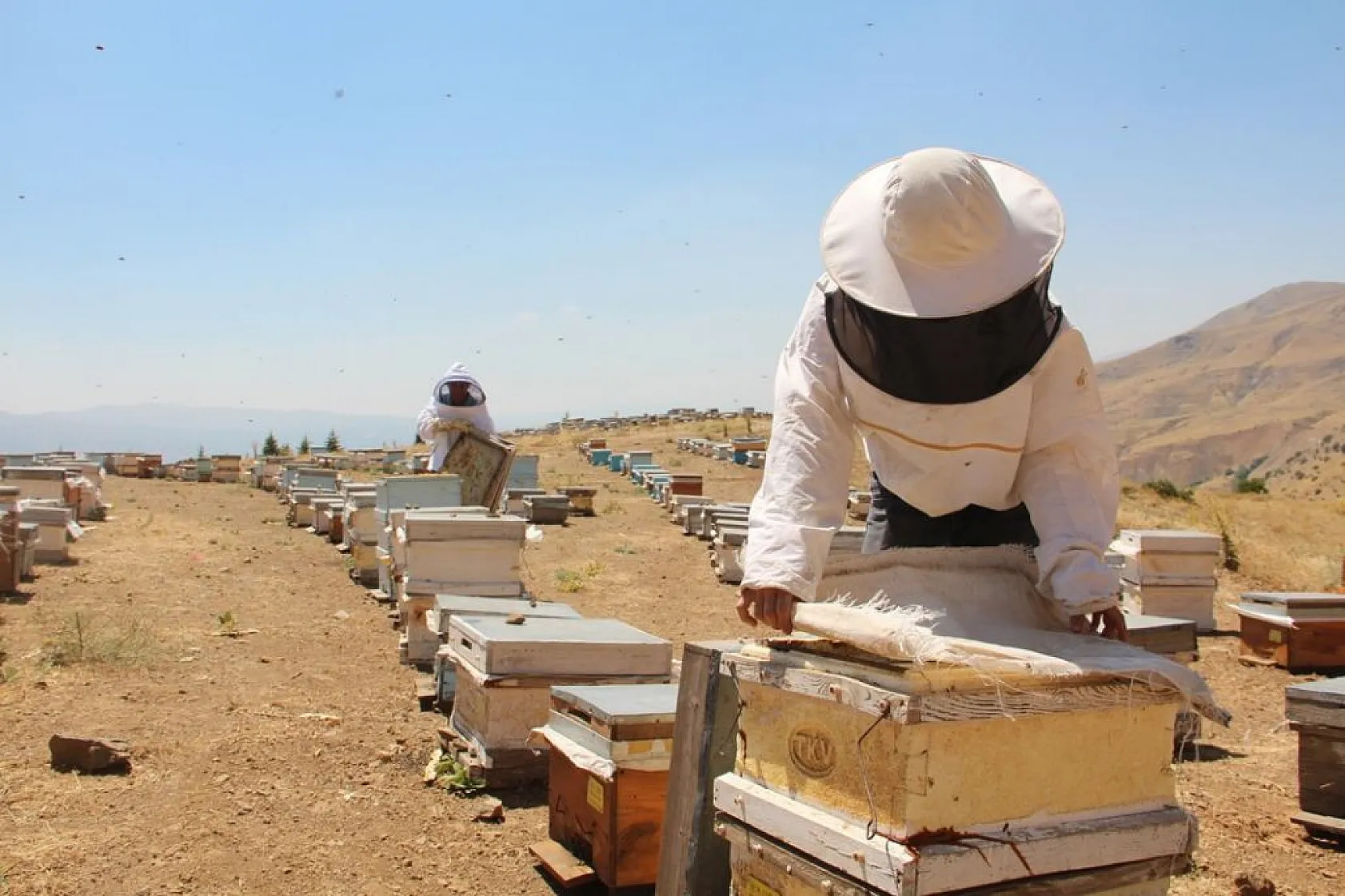 Arıcıların sıcakta zorlu mesaisi sürüyor
