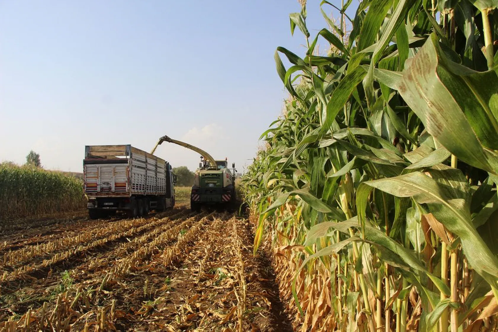 Mısırın üretimi arttı