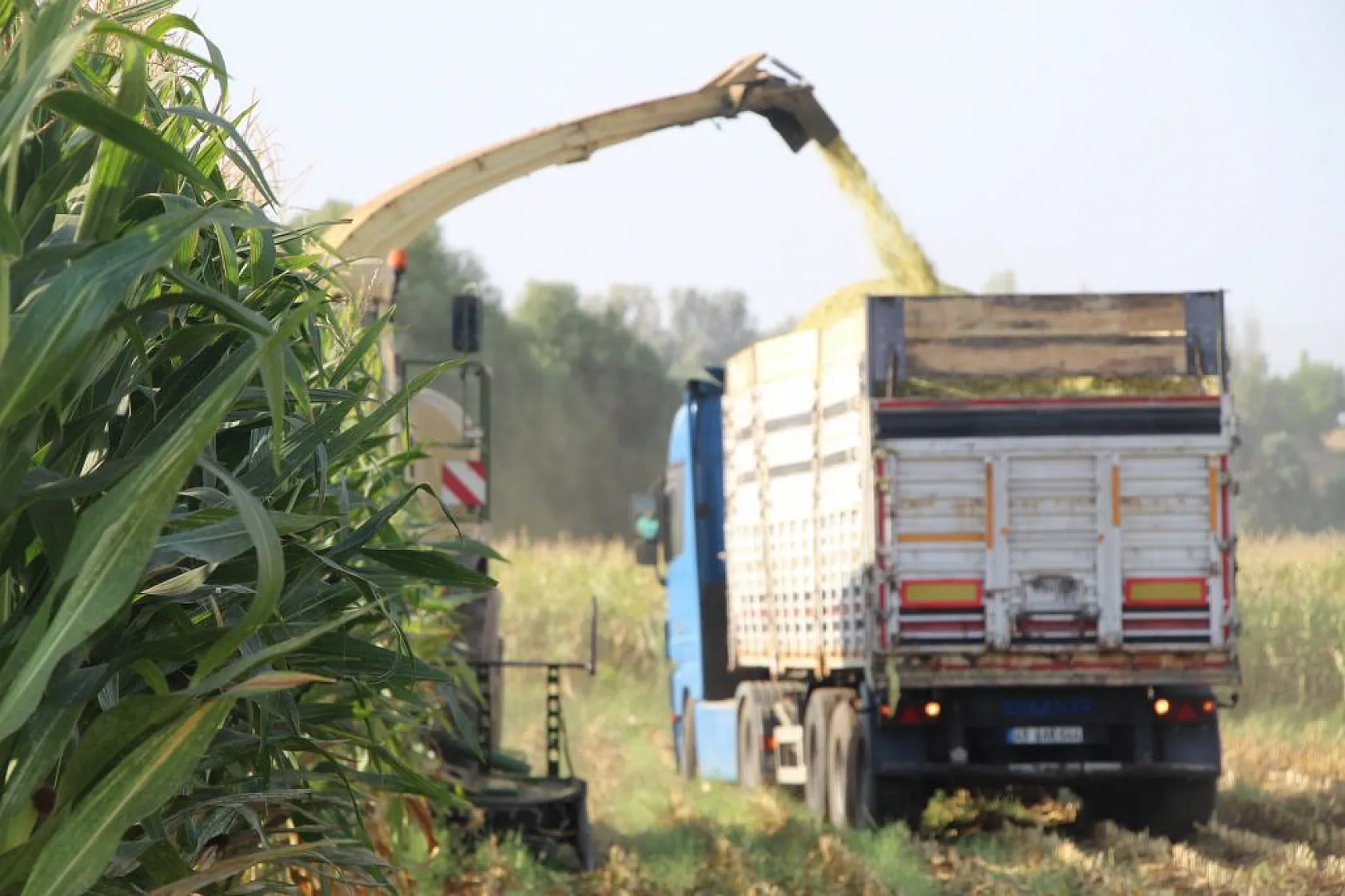 Mısırın üretimi arttı