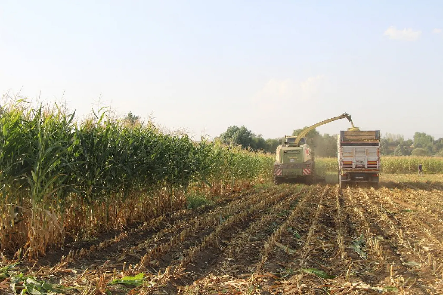 Mısırın üretimi arttı