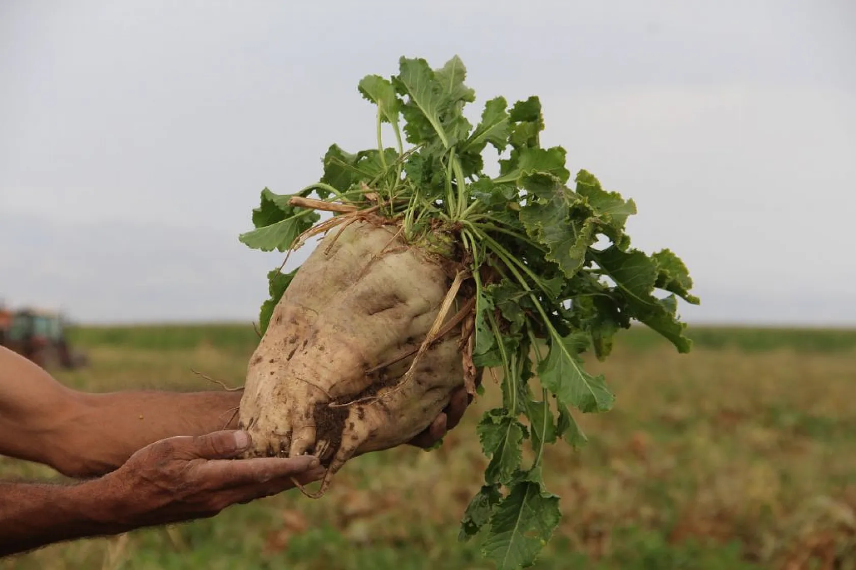 Çiftçiler taban fiyatından memnun