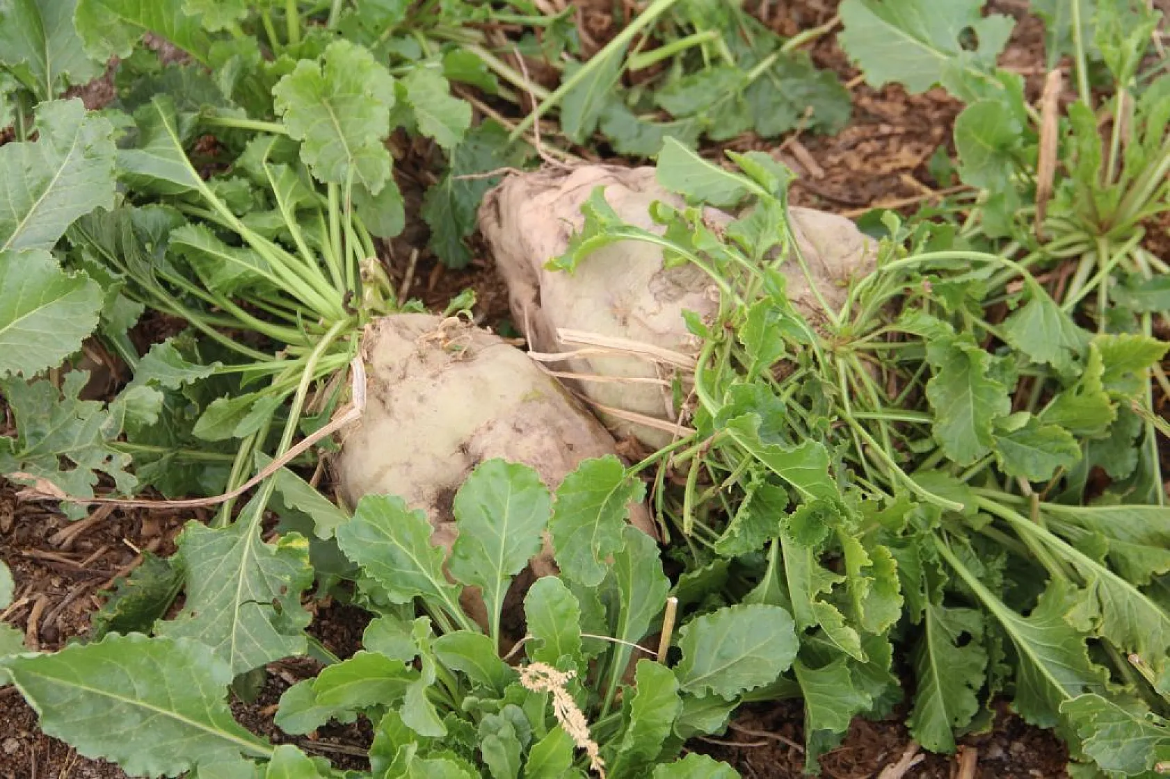 Çiftçiler taban fiyatından memnun