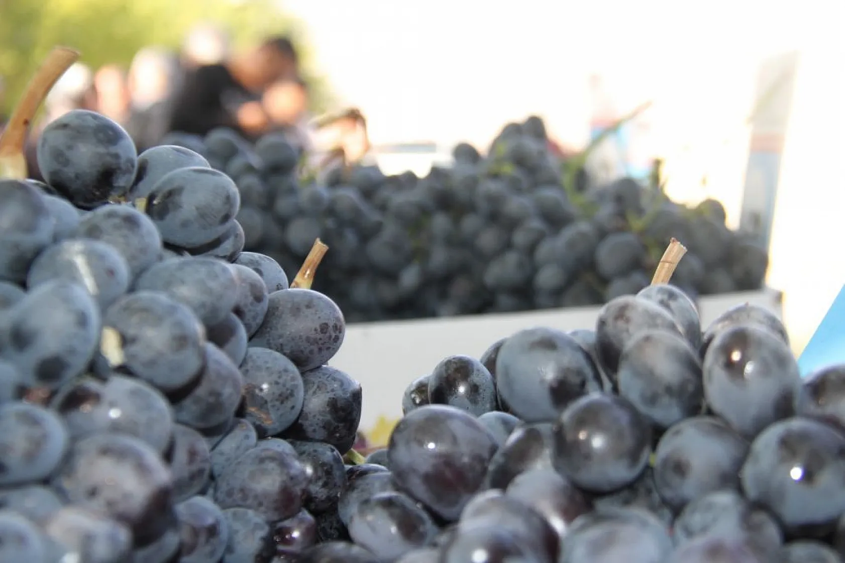Elazığ'da 'bağ bozumu ve orcik' etkinliği