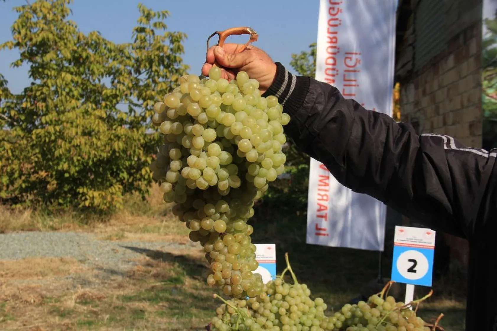Elazığ'da 'bağ bozumu ve orcik' etkinliği