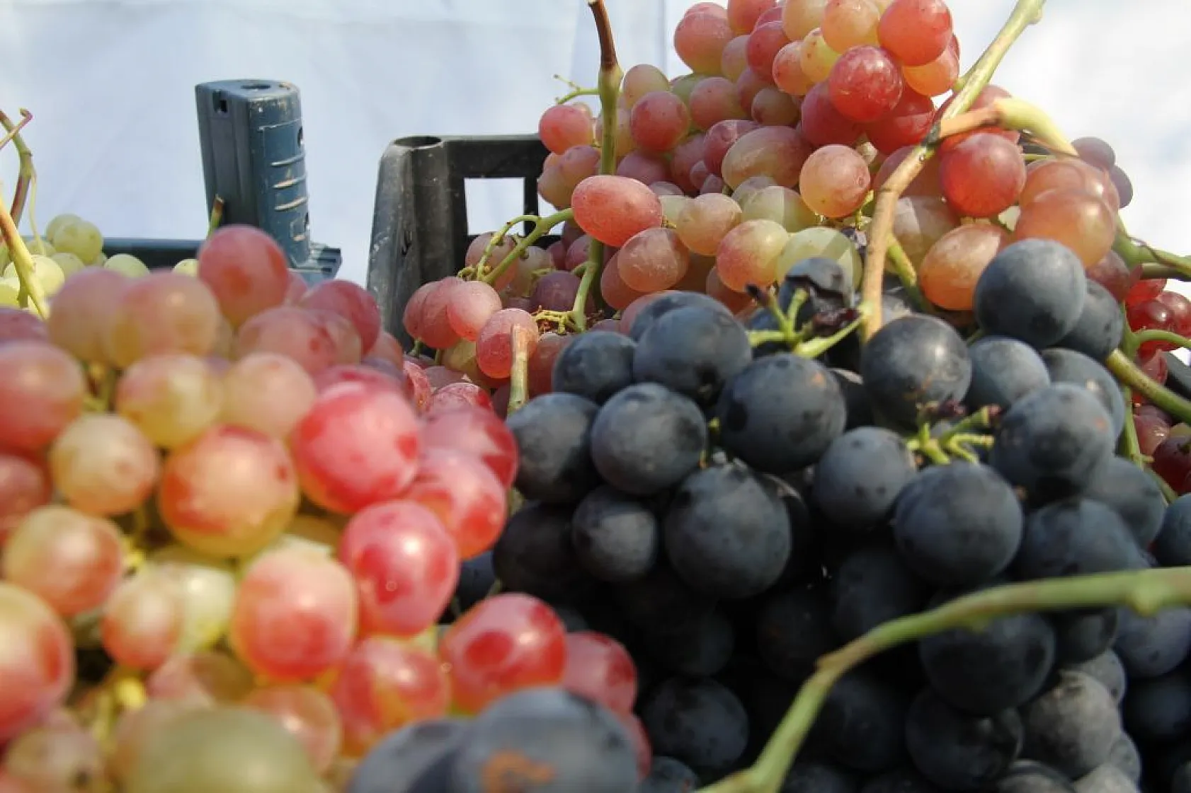 Elazığ'da 'bağ bozumu ve orcik' etkinliği