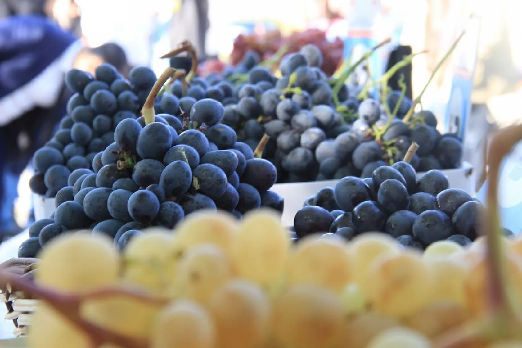 Elazığ'da 'bağ bozumu ve orcik' etkinliği