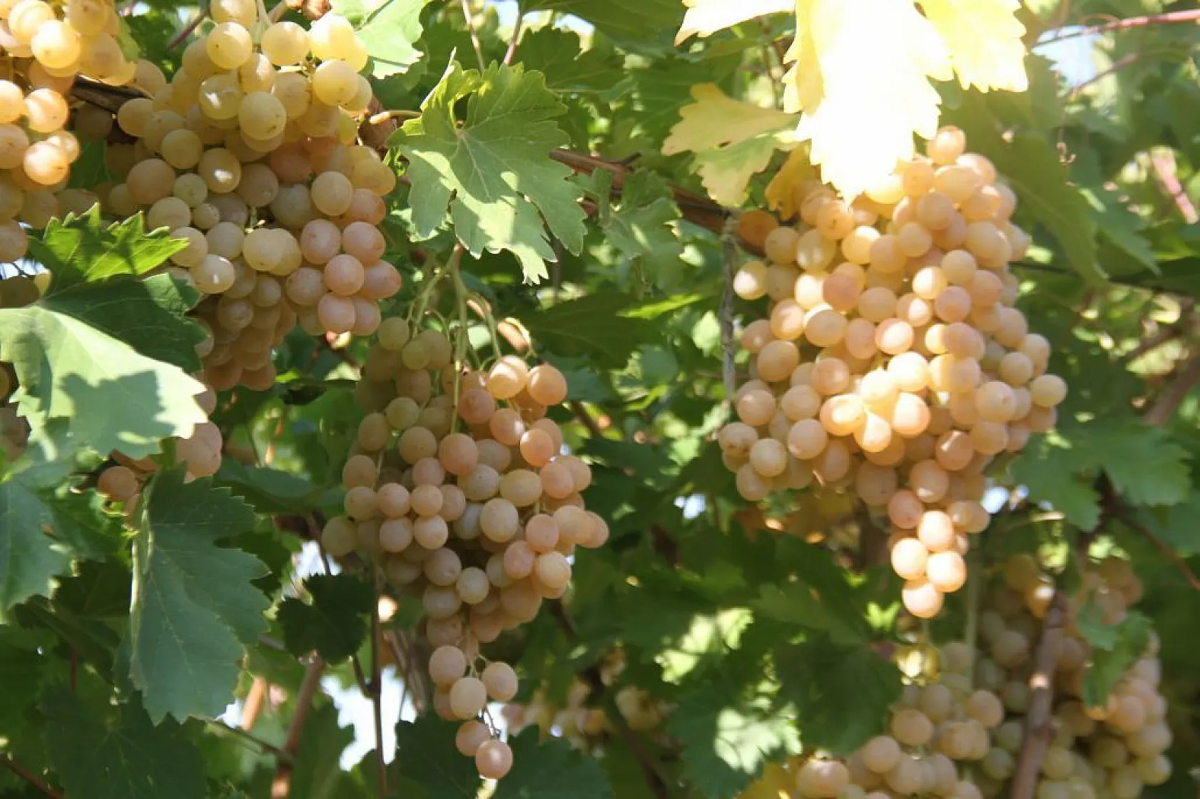 Elazığ'da 'bağ bozumu ve orcik' etkinliği