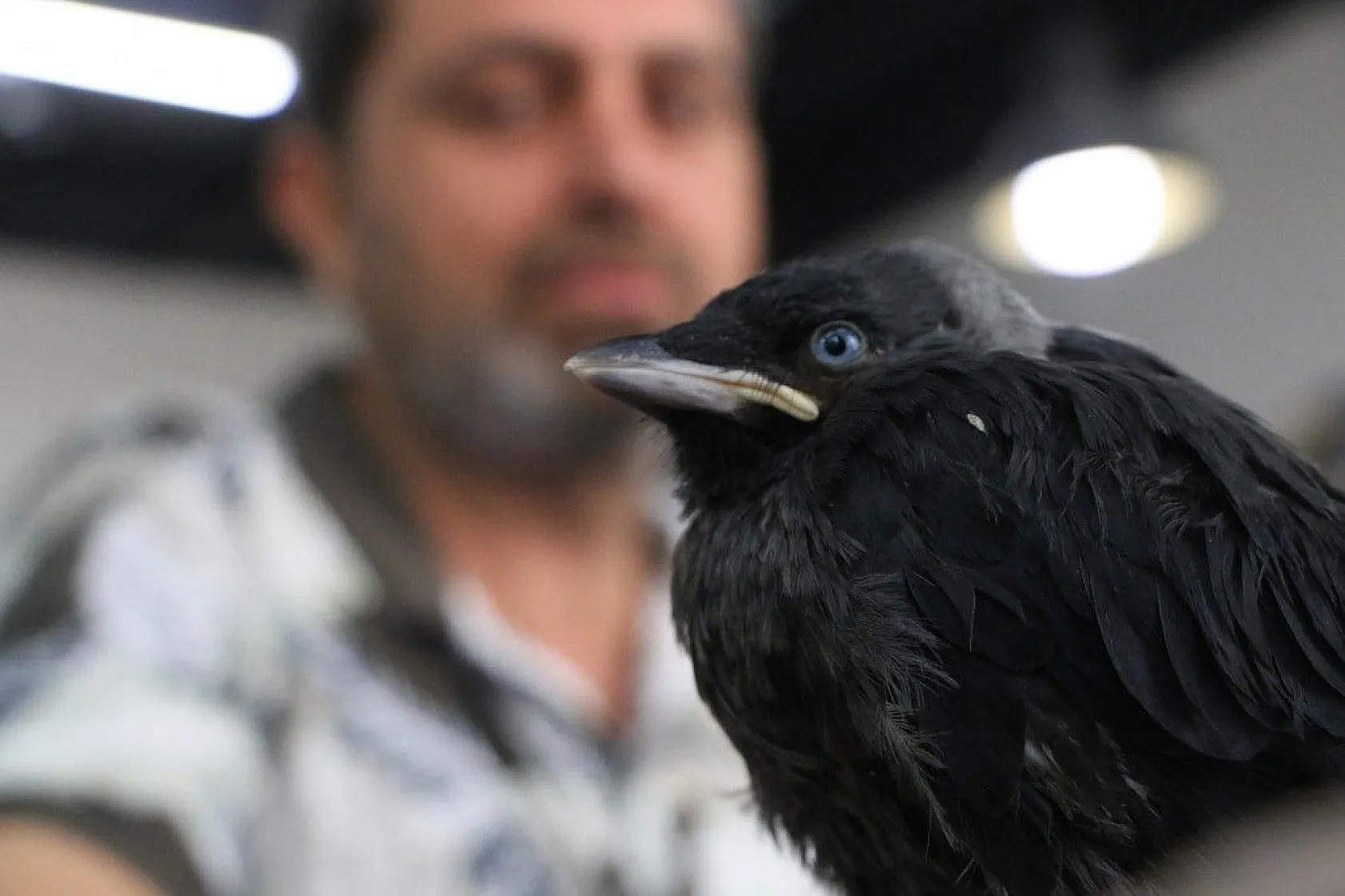 'Maviş' ile kuaförün dostluğu