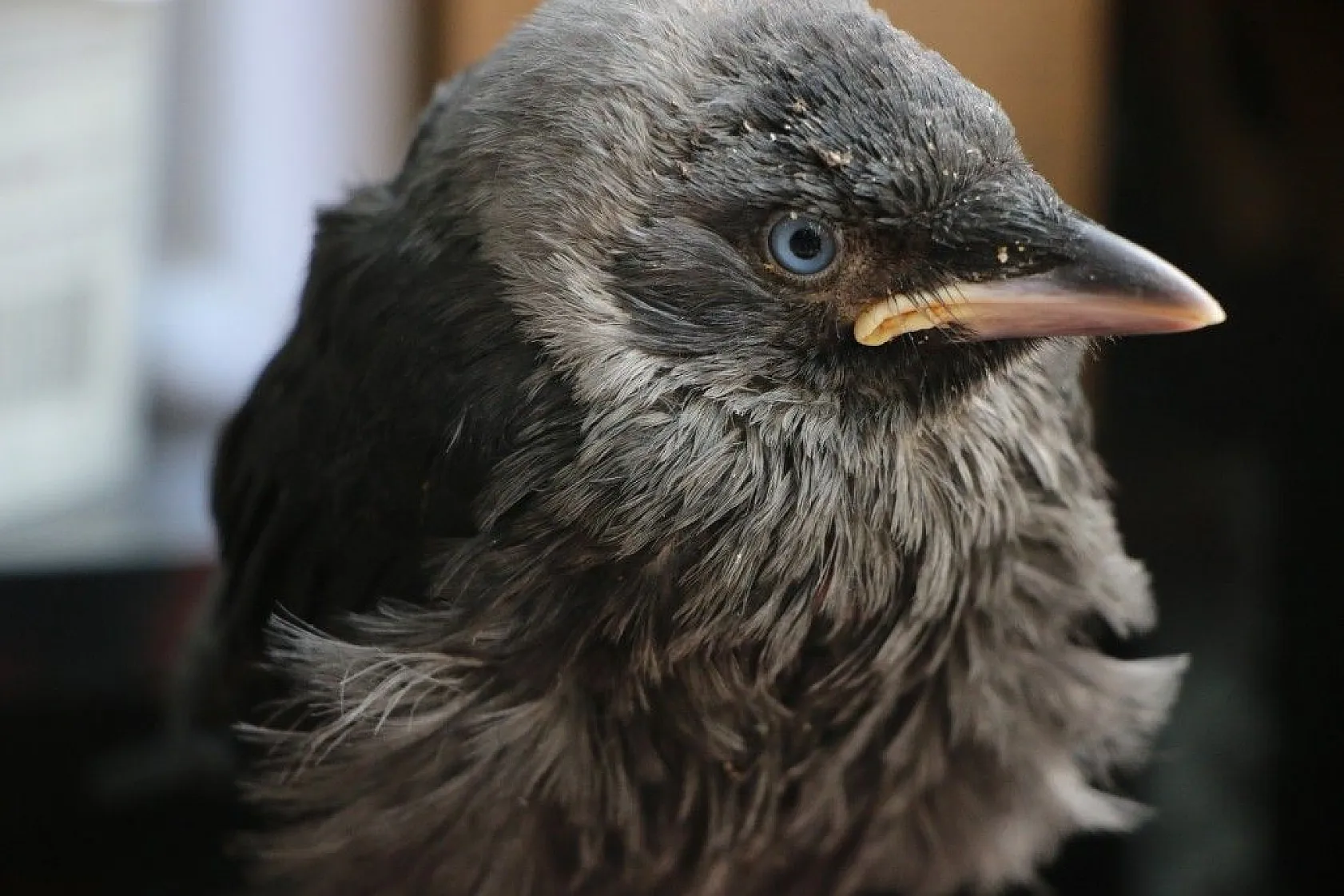 'Maviş' ile kuaförün dostluğu